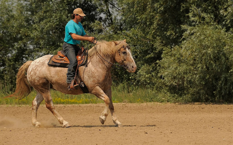 Horse Breed and Size Style